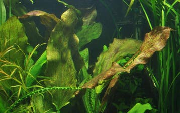 Echinodorus Ozelot, Verzenden, Nieuw