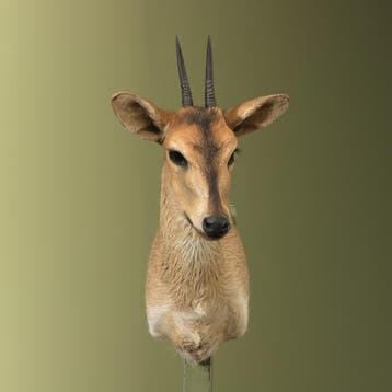 Duiker Taxidermie Opgezette Dieren By Max, Verzamelen, Dierenverzamelingen, Ophalen of Verzenden, Nieuw, Wild dier, Opgezet dier