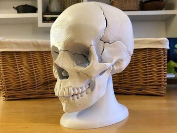 Anatomisch model - Magnet, PLA-verbruiksmaterialen - 2020+ -, Antiek en Kunst
