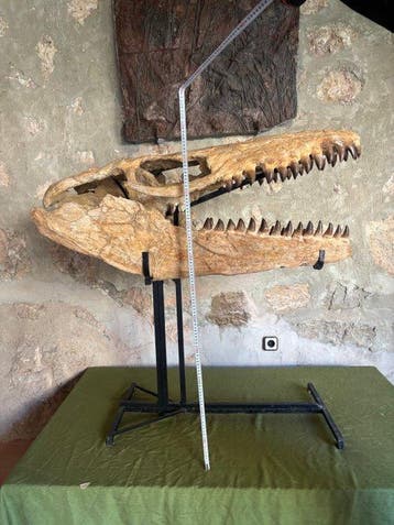 Reptile marin - Crâne fossile - Mosasaurus sp. - 103 cm - 40