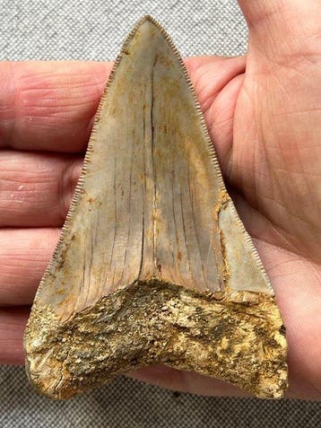 Megalodon-tand 9,2 cm - Fossiele tand - Carcharocles