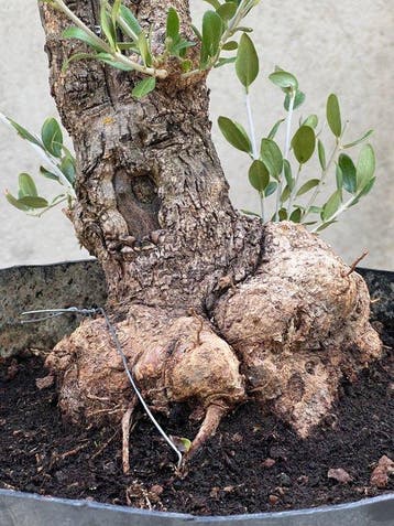 Olijf bonsai (Olea europaea) - Hoogte (boom): 25 cm - Diepte