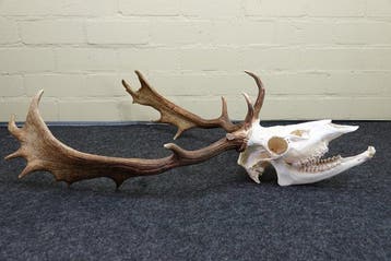 Trophée du cerf dama Crâne - Dama dama - 80 cm - 35 cm - 60