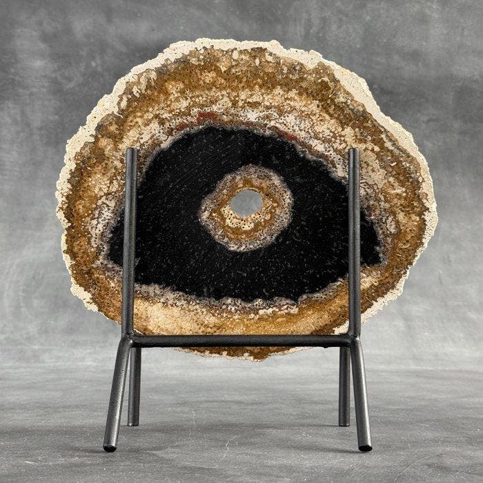 Prachtige plak versteende palmwortel op een op maat gemaakte, Antiek en Kunst, Kunst | Designobjecten