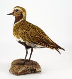 Piviere verguld Taxidermie volledige montage - Pluvialis