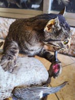 Chat Support de corps entier pour taxidermie - Gatto