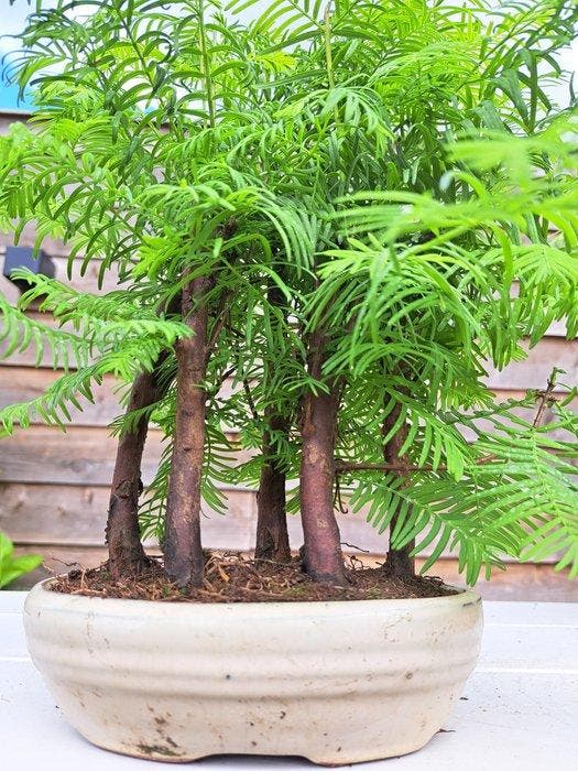 metasequoia bos in bonsaischaal - Hoogte (boom): 27 cm -, Antiek en Kunst, Curiosa en Brocante