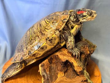 Schildpad met rode oren Taxidermie volledige montage -, Nieuw
