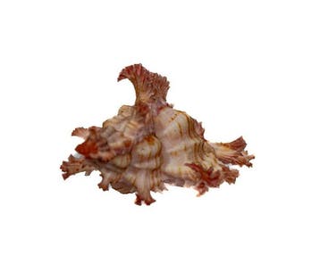 RARITEIT: Chicoreus aculeatus (46 mm) • Filigrane