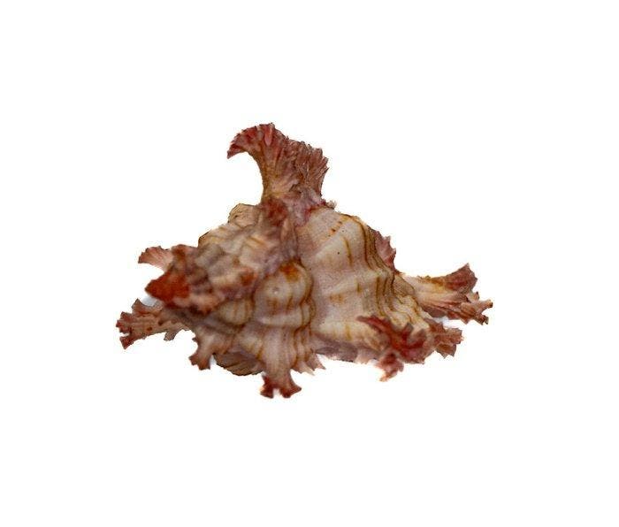 RARITEIT: Chicoreus aculeatus (46 mm) • Filigrane, Collections, Collections Animaux