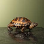 Landschildpad Antiek Taxidermie Opgezette Dieren By Max, Ophalen of Verzenden, Nieuw, Reptiel of Amfibie, Opgezet dier