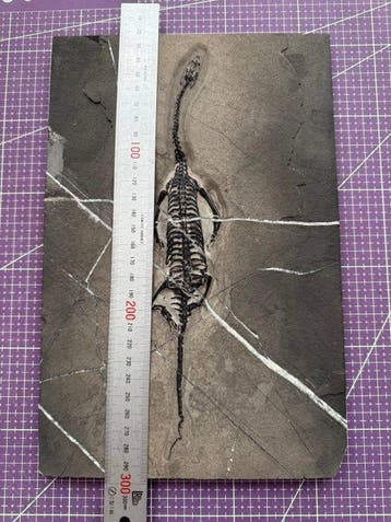 Fossiel reptiel: Keichousaurus – zeldzaam getuigenis uit het