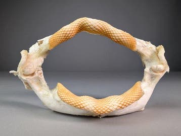 Mariene Anatomische Collectie Taxidermie volledige montage -, Nieuw