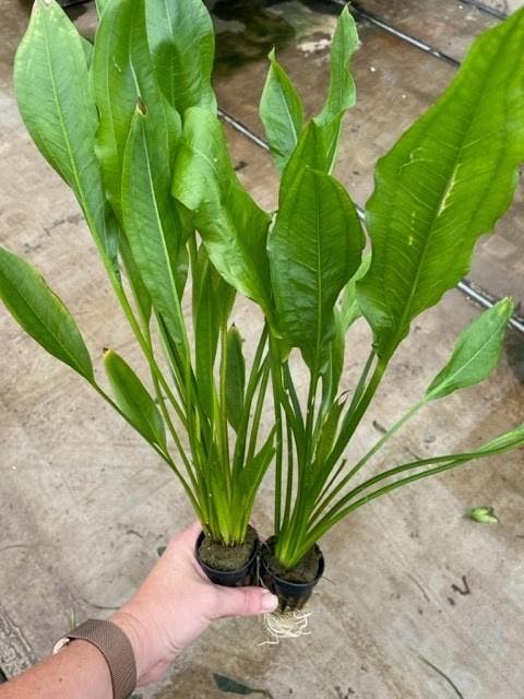 Echinodorus Bleheri (Aquariumplanten, Aquarium producten), Dieren en Toebehoren, Vissen | Aquaria en Toebehoren, Plant(en), Steen of Hout