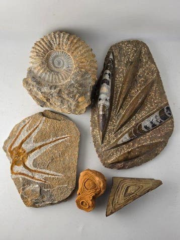 Gefossiliseerd dier - Moroccan Fossil Collection – Ammonite,, Verzamelen, Mineralen en Fossielen