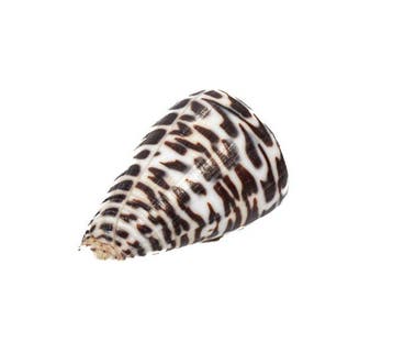 Conus polyglotta (40mm) - Filipijnen - Uitzonderlijk GEM