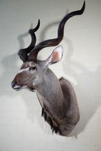 Greater Kudu Shoulder-mount - Schedel - Tragelaphus, Verzamelen, Dierenverzamelingen, Nieuw