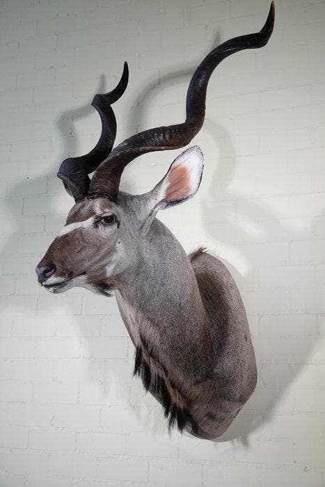 Greater Kudu Shoulder-mount - Schedel - Tragelaphus, Verzamelen, Dierenverzamelingen