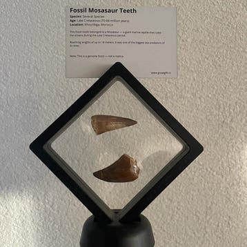 Mosasaure - Dent fossile - 2 Authentieke Mosasaurus Tanden –