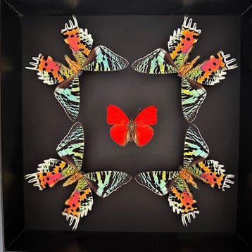 Vlinder Taxidermie volledige montage - Cymothoe Sangaris -, Verzamelen, Nieuw