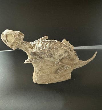 Verfijnd en compact - Fossiel bot - Psittacosaurus - 30 cm -