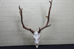 Fallow Buck Trophy Schedel - Dama dama - 35 cm - 80 cm - 60, Nieuw