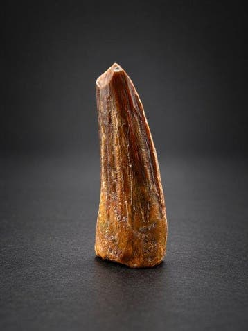 Remarkable Suchomimus Dinosaur Tooth – Excellent