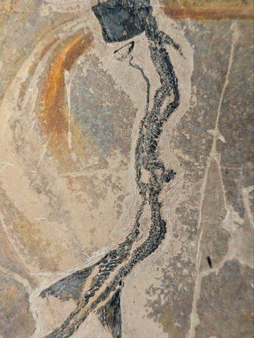 Zonder reserve - Gefossiliseerd dier - Saurichthyiformes and