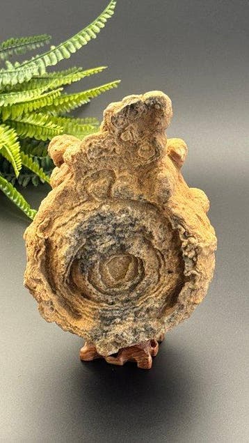 Stromatolite décoratif rare – l’un des premiers fossiles de
