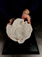 Fascinerende koraal kom Taxidermie volledige montage -, Nieuw