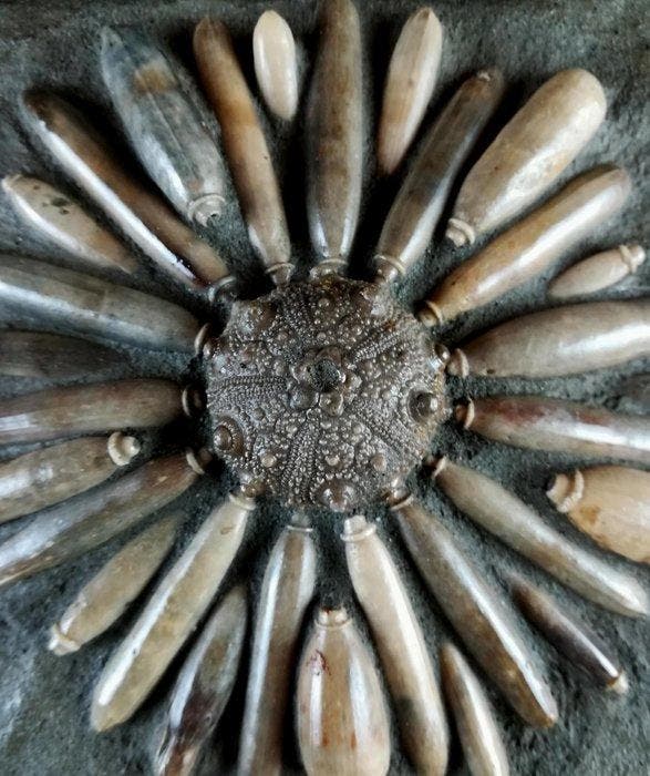 Enorme fossiele zee-egel van hoge kwaliteit!!! - Schelp met, Verzamelen, Mineralen en Fossielen