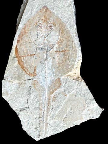 Rhinobatos sp. - Fossiele plaatmatrix - 35 cm - 17 cm