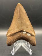 Megalodon - Fossiele tand - Otodus Megalodon - 7.51 cm -
