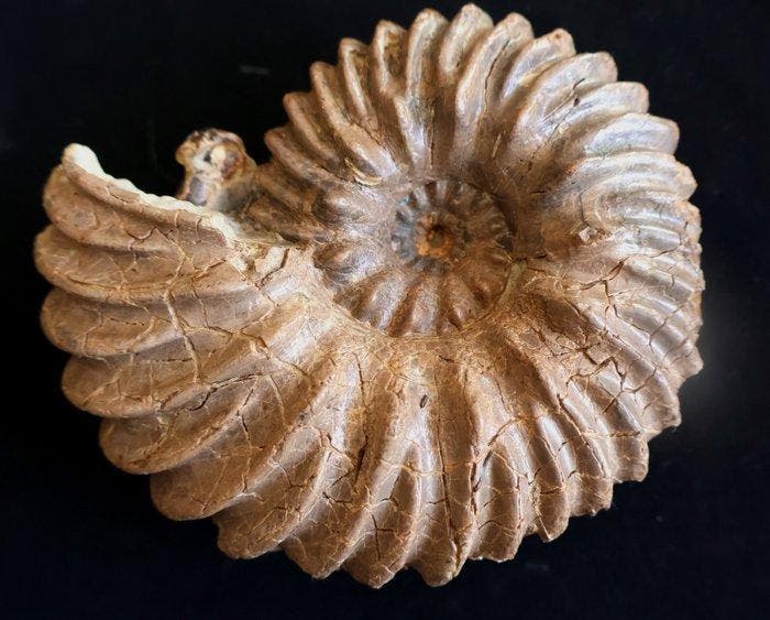 Ammoniet van Troyes - Gefossiliseerde schelp - Hoplites, Verzamelen, Mineralen en Fossielen