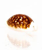 Siebkauri-Schnecke $$$$ NIGER & ROSTRATE $$$ ZEER ZELDZAM, Nieuw