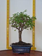 Chinese iep bonsai (Ulmus parviflora) - Hoogte (boom): 23 cm