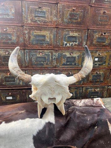 Vache Crâne de mammifère - Bos Taurus - 40 cm - 50 cm - 35, Nieuw