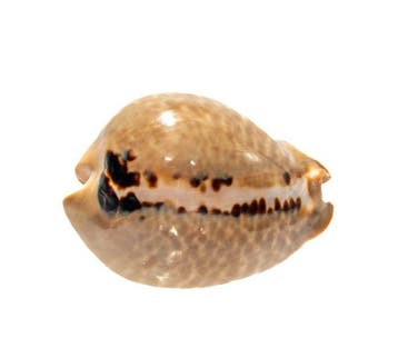 Muracypraea mus - Zeldzame muis-schelp - Uitzonderlijk, Verzamelen, Nieuw