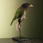 Grote Baardvogel Taxidermie Opgezette Dieren By Max, Verzamelen, Ophalen of Verzenden, Nieuw, Vogel, Opgezet dier