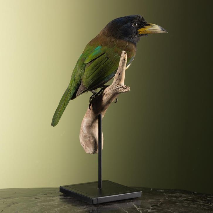 Grote Baardvogel Taxidermie Opgezette Dieren By Max, Collections, Collections Animaux, Enlèvement ou Envoi