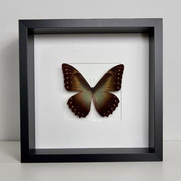 Papillon Support de corps entier pour taxidermie - Morpho