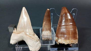 Requin, plésiosaure et mosasaure - Dents fossiles - Otodus, Collections
