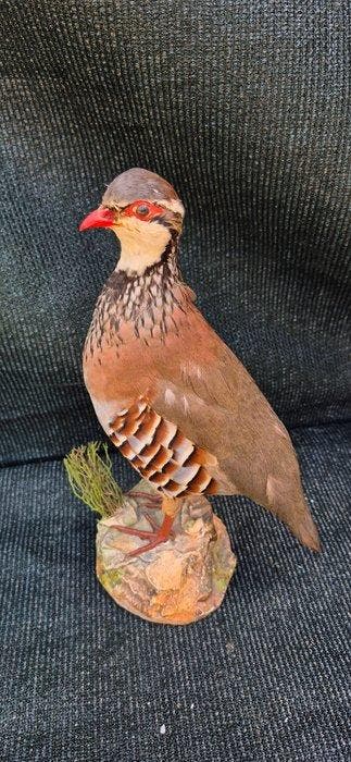 Rode patrijs Taxidermie wandmontage - Alectoris rufa -, Verzamelen, Dierenverzamelingen
