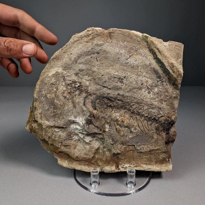 Gedeeltelijk reptielenskelet op originele matrix - Fossiele, Verzamelen, Mineralen en Fossielen