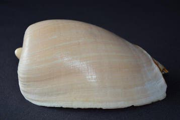 Zeeslak Zeeschelp - S-393 CYMBIUM OLLA (Zonder minimumprijs), Nieuw