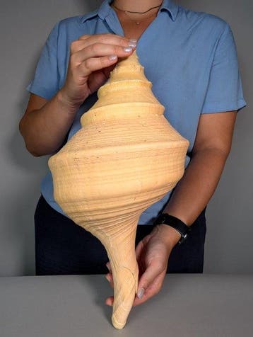 Trompette géante australienne Coquillage marin - Syrinx, Nieuw