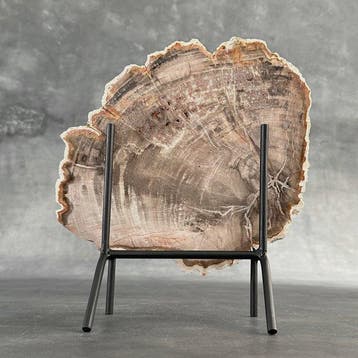 C - Magnifique grande tranche de bois pétrifié sur un socle