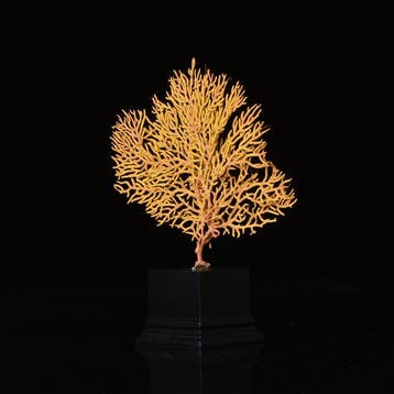 Gorgone bicolore Corail - Euplexaura (Sans prix de réserve), Collections