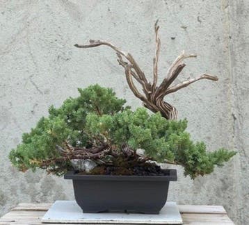 Jeneverbes bonsai (Juniperus) - Hoogte (boom): 28 cm -