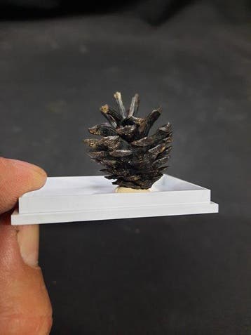 fossiele dennenappel - Gefossiliseerde plant - Pinus